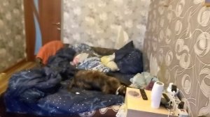 в Амстаффа вселился бес 20250522