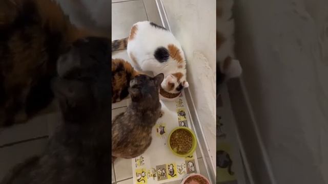 20.05.2020 - Кошечка Иможен (дома Стася, Станислав Викторович)уехала домой(видео из дома) смотреть онлайн