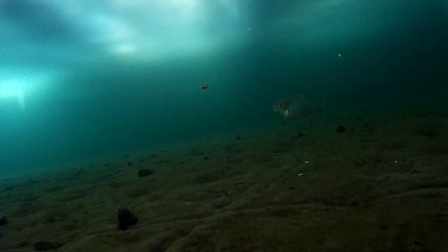 Подводное видео от 11 января. смотреть онлайн