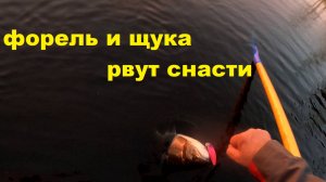 Щука разгибает кольца. Форель рвет шнуры.