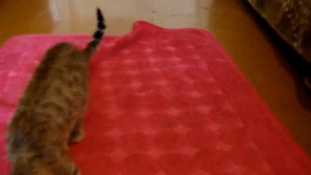 моя маленькая принцесса смотреть онлайн