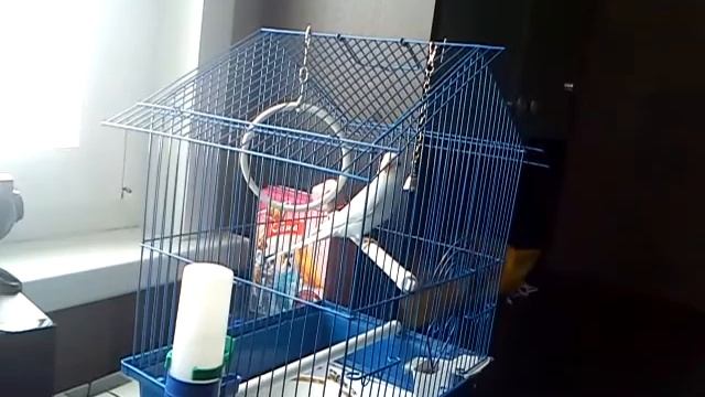 Поведение попугая 15.03.13 смотреть онлайн