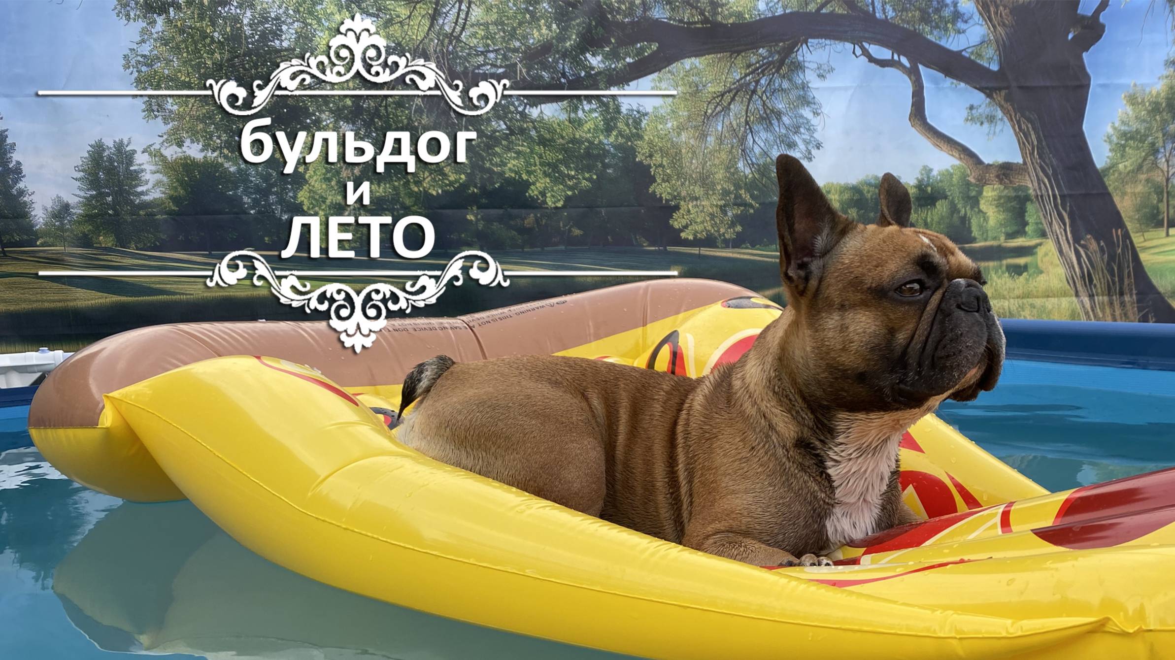 Как плавает французский бульдог смотреть онлайн