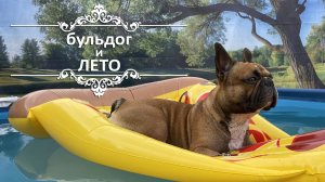 Как плавает французский бульдог