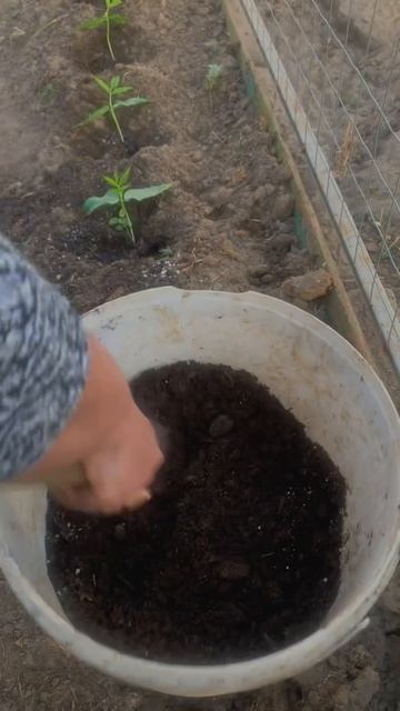 #базилик#семенаизкитая#посевсемян смотреть онлайн