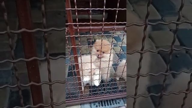 Померанскй Шпиц / Домашние животные / Плакса _ Зверюги 🤣 / Домашние видео / 2021 новинки / 🐕 смотреть онлайн