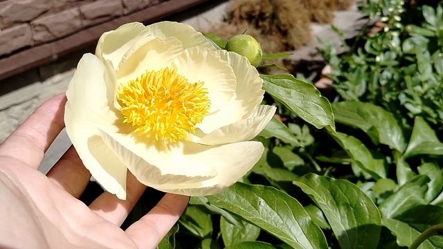 Зацвели пионы 'Ланинг Пич Сингл' и ' Рой Персонс Бест Йеллоу' в нашем саду 2025 смотреть онлайн