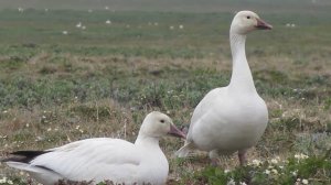 Пара диких белых гусей