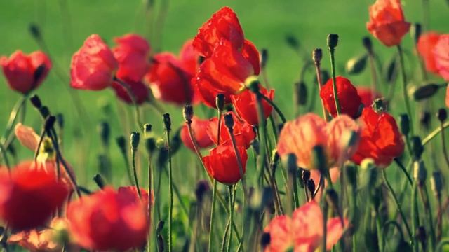 Моё первое видео. смотреть онлайн