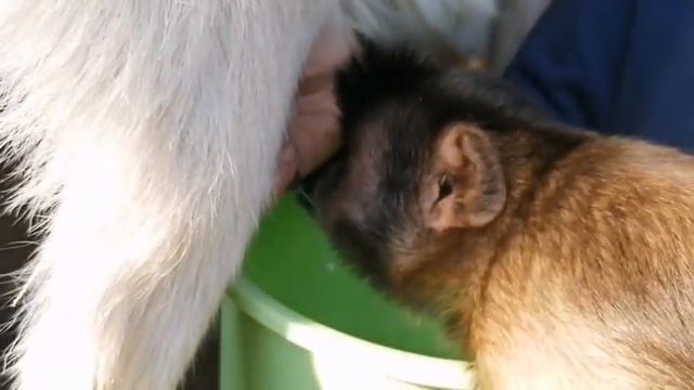 Парное молоко только такое - 