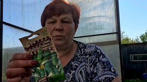 Лучший способ посева огурцов в теплицу сухими семенами!!