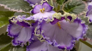 Излишки растений на 28мая 25г 🌸🌿☘️🌺