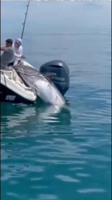 Поймали рыбку смотреть онлайн