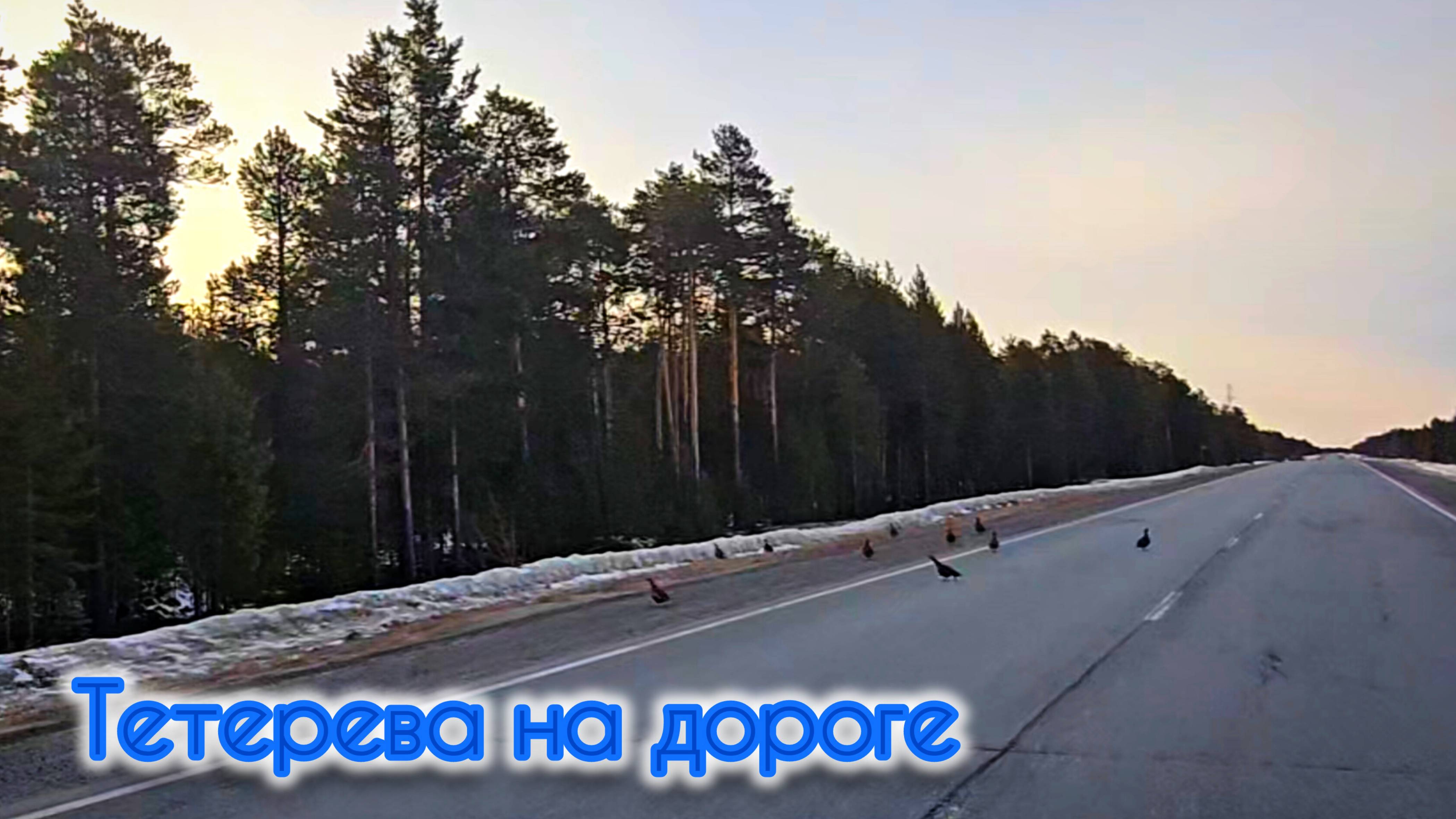 ТЕТЕРЕВА НА ДОРОГЕ в МАЕ смотреть онлайн