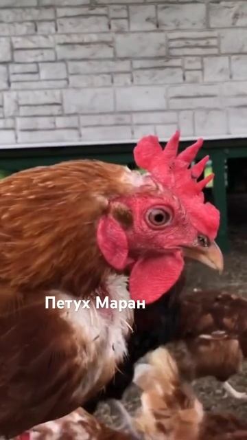 Петух Маран