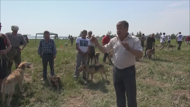 Всероссийская выставка в Ярославле 2014 г.Ринги русских гончих - выжловки.#охота#собака#топ#hunting