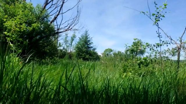 Бормотолог от 15 июня 2024 г. (Халзан Крепкое и Ледокол)