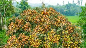 Местная девушка из Вьетнама собирает урожай личи на дереве. Торговля на рынке. Жизнь во Вьетнаме