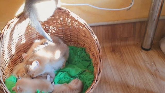 Мой утренний мурчащий дом! Кофе и котята)) Хорошее утро