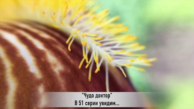 ЧУДО ДОКТОР 51 серия РУССКАЯ ОЗВУЧКА смотреть онлайн