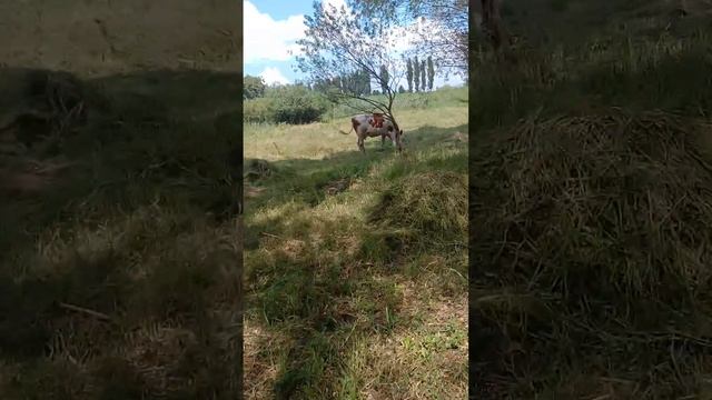 щоб тримати надої молока в спеку.