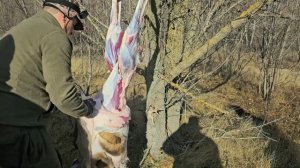 Разделка косули .Как быстро разделать.2024