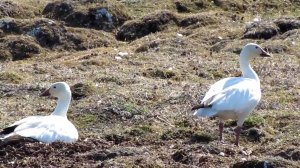 Белые гуси (1)