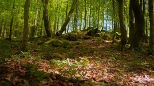 Ансамбль Воскресение   Где живёт моя душа минусовка