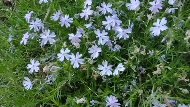 Весенние работы на даче, сажаю цветы. В пруду появились жители!)) смотреть онлайн