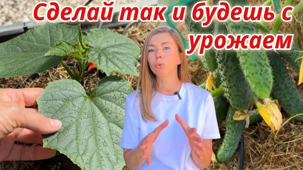 Надо ли формировать огурцы? Если надо, то как смотреть онлайн