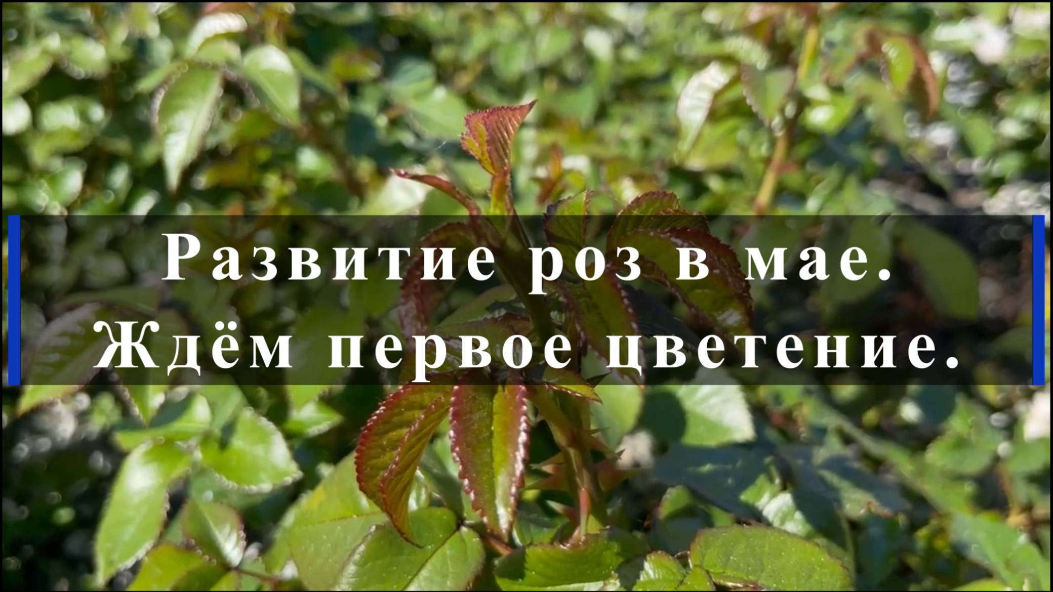 Развитие роз в мае. Ждём первое цветение. смотреть онлайн
