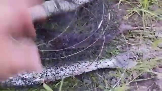 Будни егеря. р.Сок. итоги рыбалки.19.07.24.