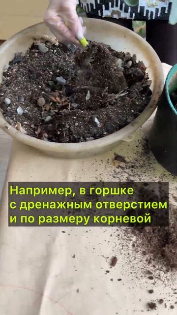 Идеальный состав грунта #грунт #грунтдлярастений #озе? смотреть онлайн