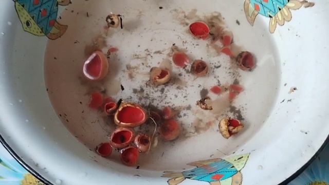 Первые грибы 2025года, вкусный рецепт😊Прогулка по лесу