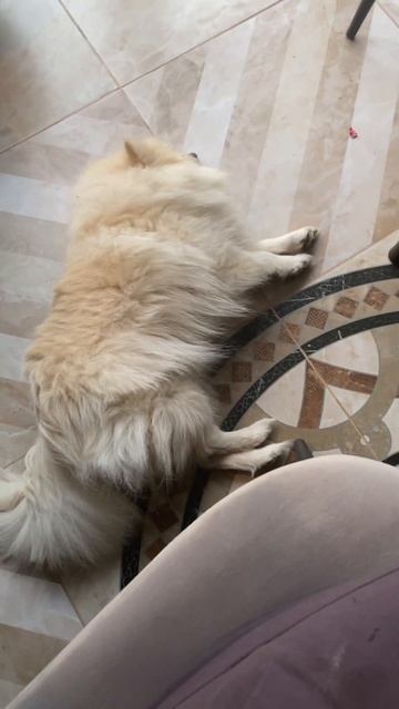 Моя охрана #булли #dog #шпиц #сон