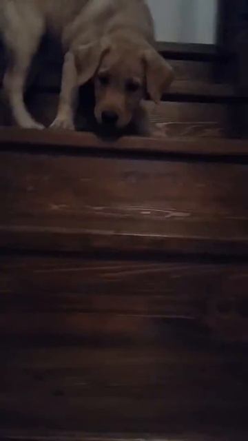 Осторожно по лестнице вниз смотреть онлайн