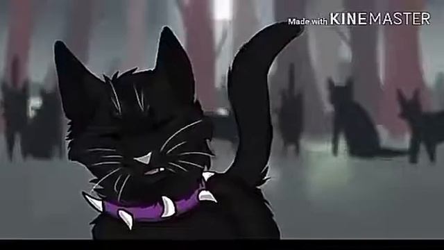 Коты воители Бич 