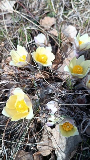 Подснежники (прострел)🌷🌷🌷 смотреть онлайн