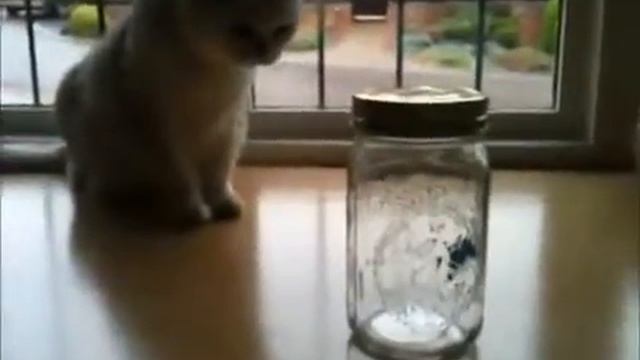 Механическая бабочка в банке смотреть онлайн