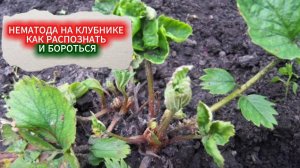 НЕМАТОДА НА КЛУБНИКЕ, ЭТО КТО? КАК РАСПОЗНАТЬ НЕМАТОДУ И КАК С НЕЙ БОРОТЬСЯ