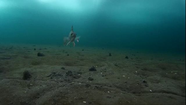 Подводное видео от 16.01.2018 года. смотреть онлайн