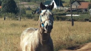 Чёрный Кофе - Вольному - Воля (Music Video)