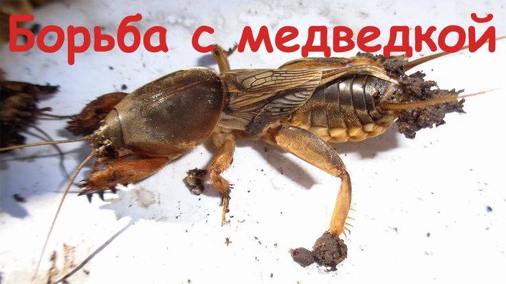 БОРЬБА С МЕДВЕДКОЙ смотреть онлайн