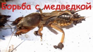 МЕДВЕДКА Как я с ней борюсь получается не плохо