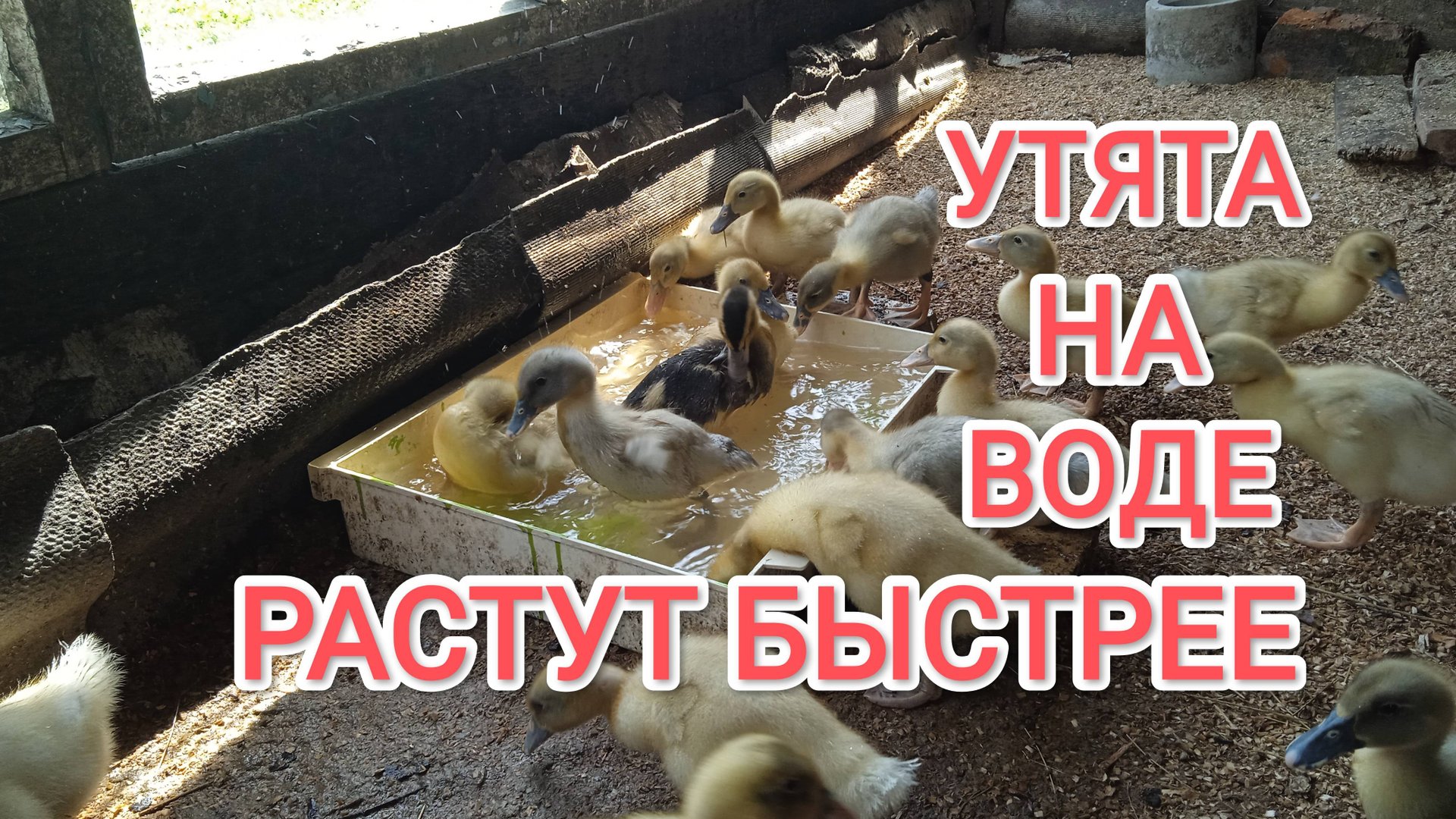 Когда можно выпускать утят на воду смотреть онлайн