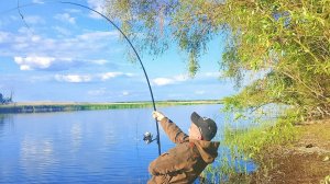 Забрался в глушь! Где рыбины гнут удочку в дугу! Рыбалка на дикой реке на сазана и крупного карася