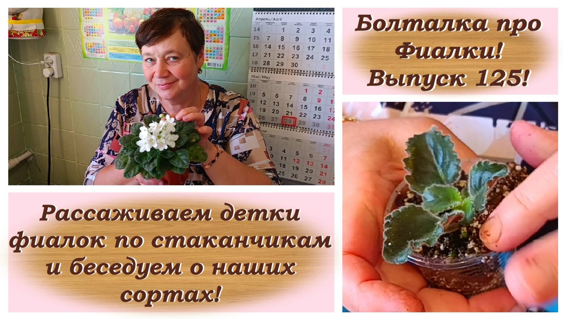 Болталка про Фиалки! Выпуск 125! Рассаживаем детки фиалок по стаканчикам и беседуем о наших сортах! смотреть онлайн