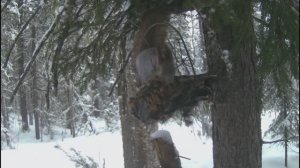 охота на соболя. сезон 5 . Часть 4.