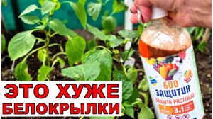 Это хуже белокрылки. Не могу справиться с такой напастью. Теперь только био средства.