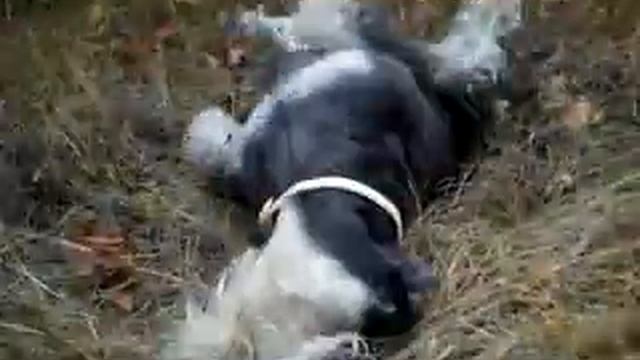 Бас-расколбас! смотреть онлайн